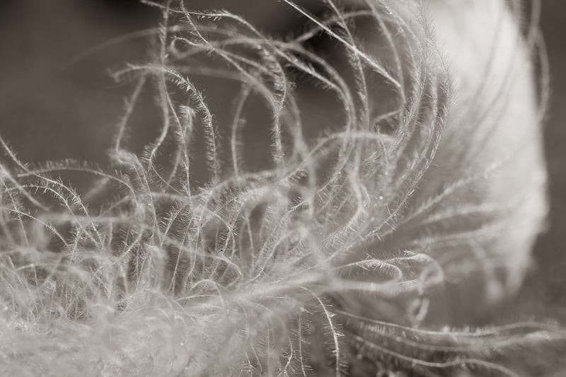 Feather Relaxation
